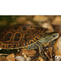 گونه لاکپشت خزری Caspian Pond Turtle